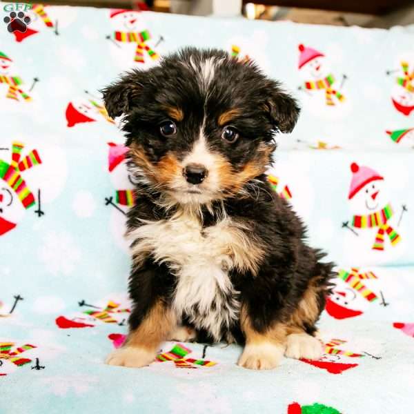 Clay, Bernedoodle Puppy